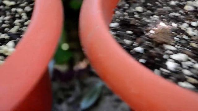 Цитрусовые 20.07.2022 смотреть онлайн