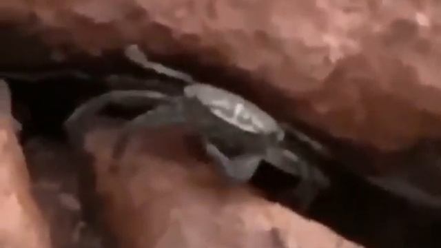 опасный краб 🦀 смотреть онлайн