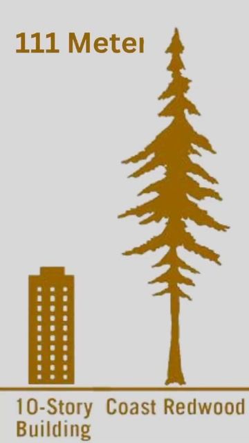 World Tallest Tree | Faisal Zulfiqar смотреть онлайн