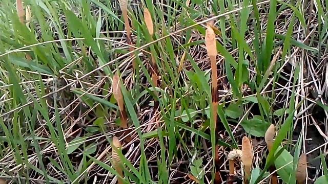 дикая вишня смотреть онлайн