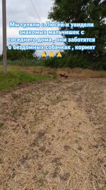 Мальчишки заботятся о бездомышах и они им очень преданные #животные #рекомендации #shorfs #кубань смотреть онлайн