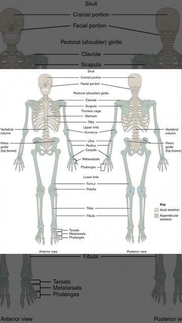 ANATOMY OF SKELETAL SYSTEM смотреть онлайн