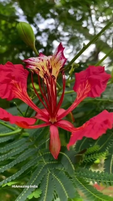 Flamboyant / Delonix Regia / Gulmohar #short #shorts #video #shortvideo #youtubeshorts #viral смотреть онлайн