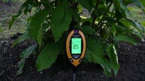 Как я проверяю кислотность почвы для голубики?!