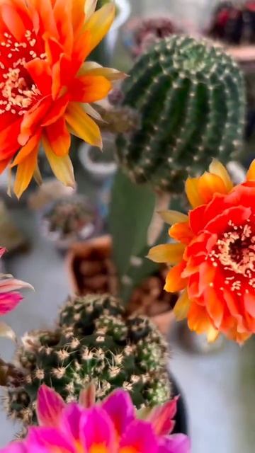 Cactus beautiful flowers #viralvideos #challenge #viralshorts #views смотреть онлайн