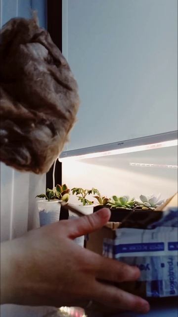 Сезон открыт сансевиерия