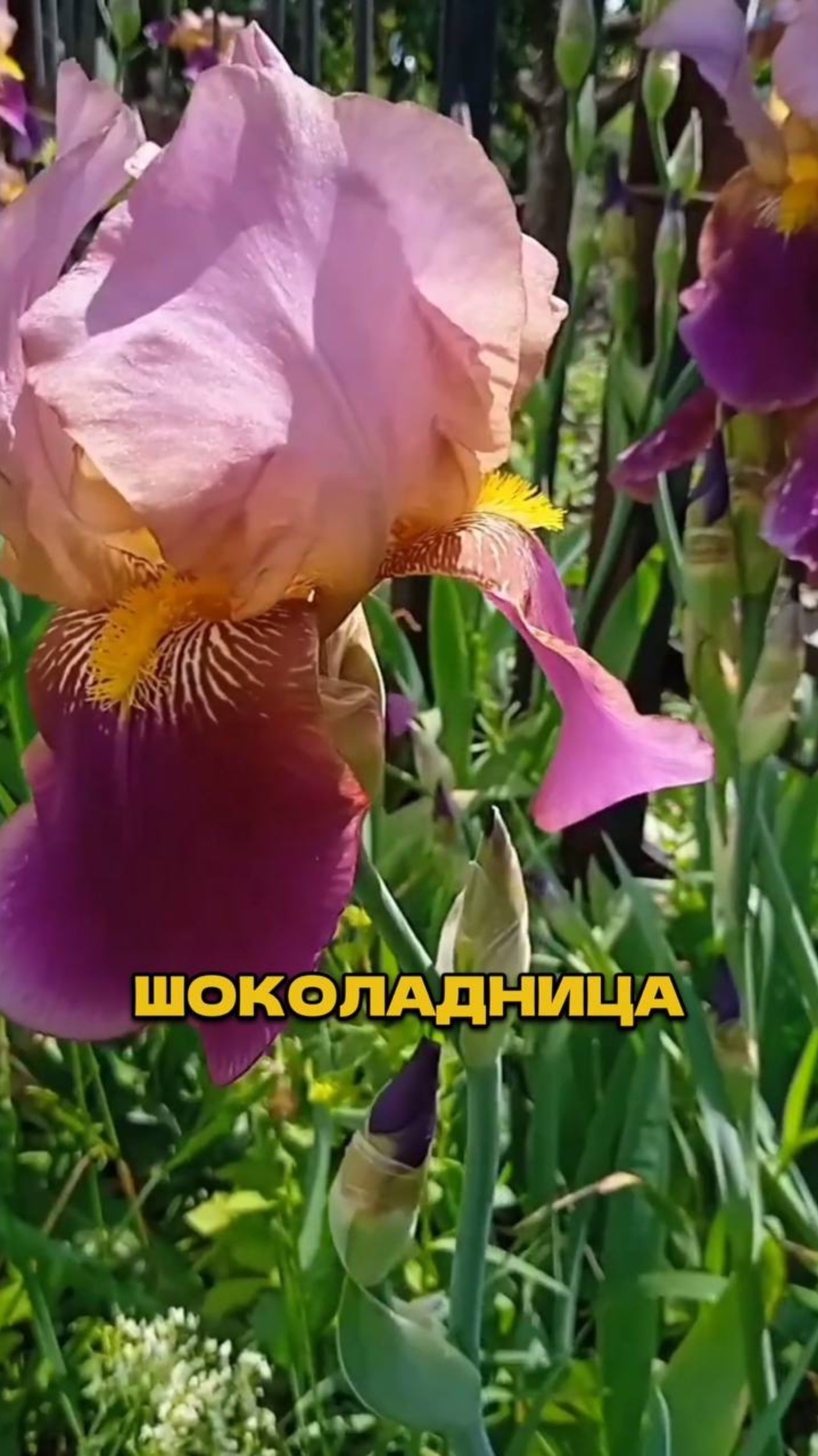 Необычный Тренд 2025💥🪴 смотреть онлайн