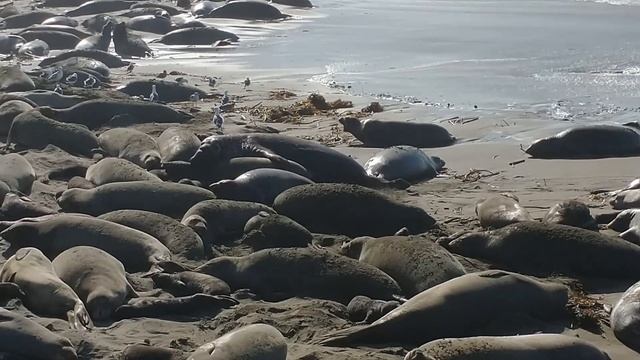 Elephant Seals Mating