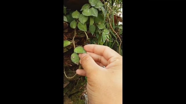 HOYA KROHNIANA
