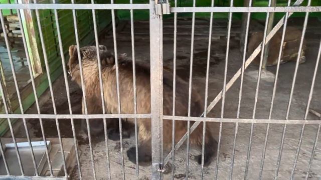 Самарский зоопарк смотреть онлайн