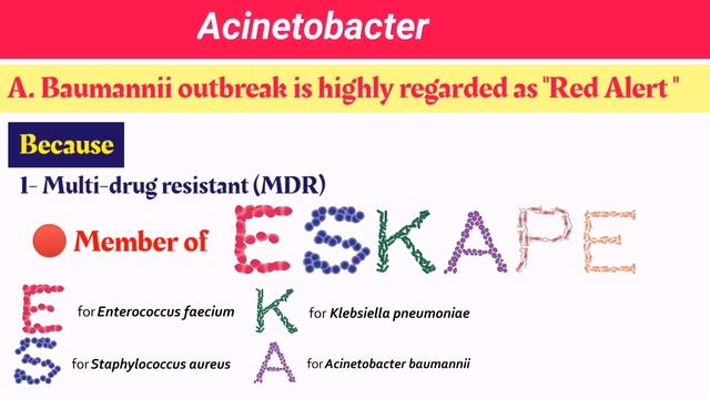Acinetobacter Baumannii - Nosocomial Infection Bacteria شرح بالعربي