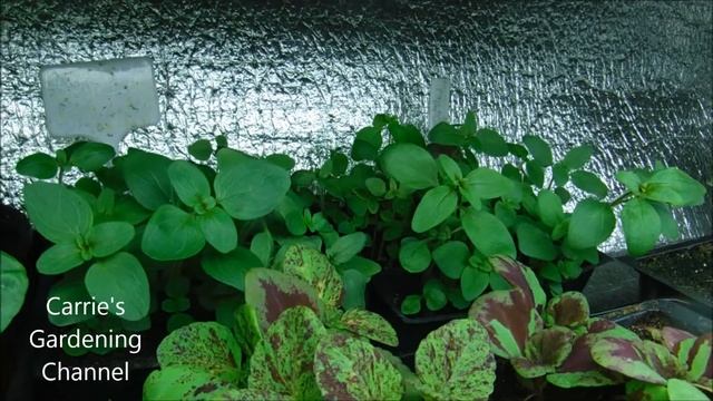 what do snapdragon seedlings look like, how to feed snapdragon seedlings смотреть онлайн