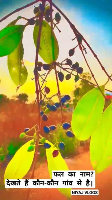 😱 Jamun Fruit 🍑 Summer Fruit In India| #shorts смотреть онлайн