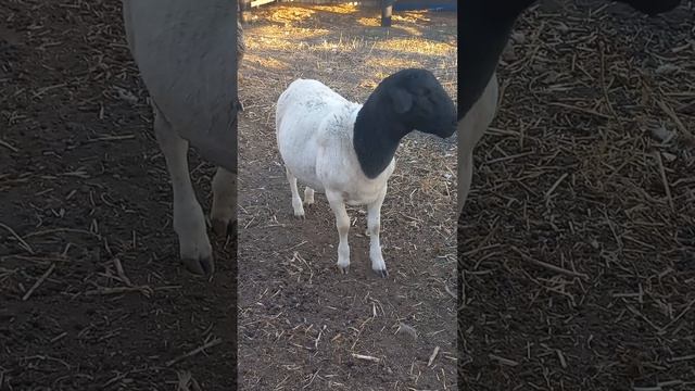 Дорпер баранчик в продаже, класс элита, 5 месяцев смотреть онлайн