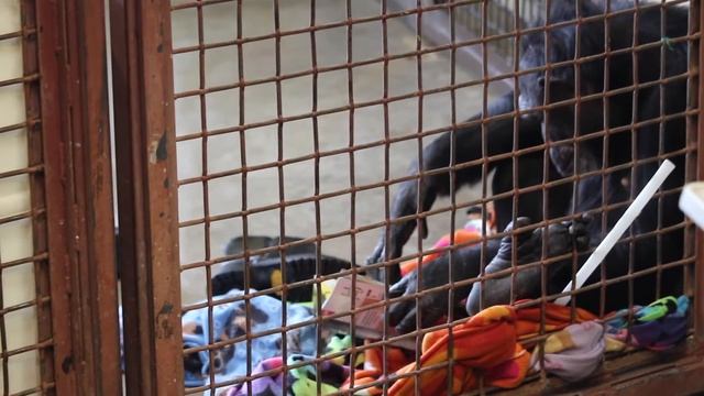 Rescued chimpanzee flips through a magazine смотреть онлайн