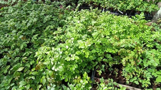 Открытие сезона. Апрель 2025 смотреть онлайн