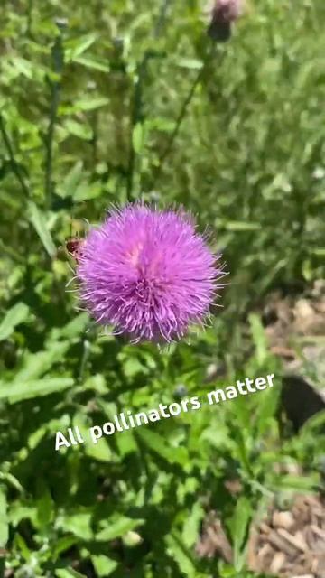 Why don’t I cut my thistles? #bees #diversity #permaculture смотреть онлайн