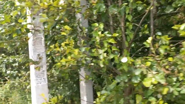 Сертолово, СНТ Ягодка. 10 соток. смотреть онлайн