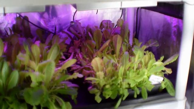 Grow tent update for our midsize tent 2018 week 1 смотреть онлайн