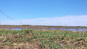 ОХОТА на ГУСЯ и УТКУ/ОХОТА с 20 м КАЛИБРОМ