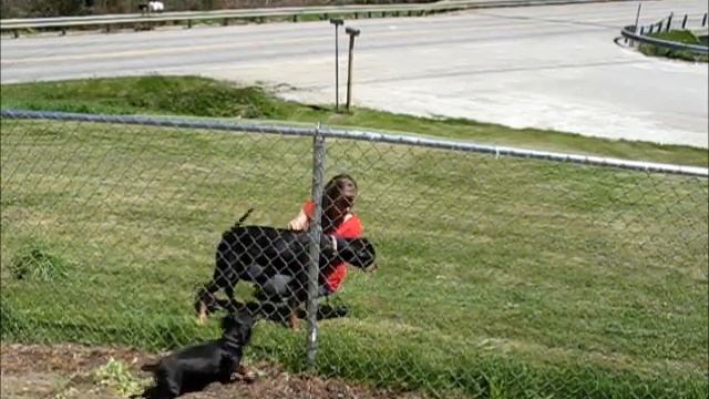 Little Barker смотреть онлайн