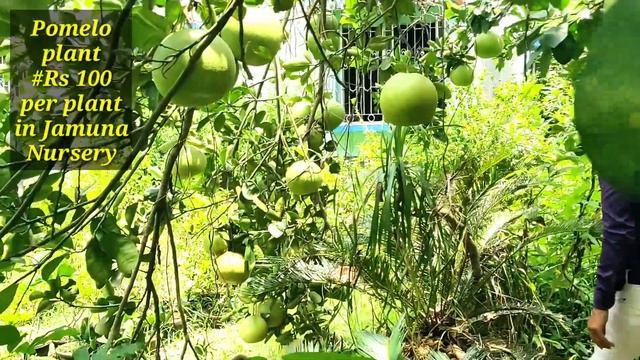 Amazingly Huge fruiting in a Pomelo Tree смотреть онлайн