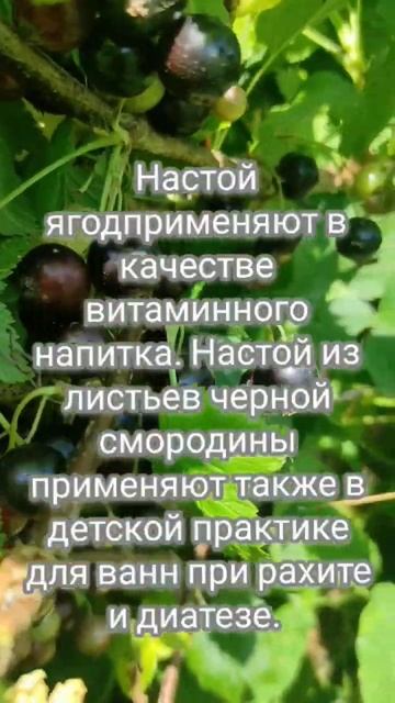 Польза чëрной смородины. смотреть онлайн