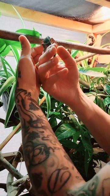 Bonding Time With Jackson's Chameleon Ren