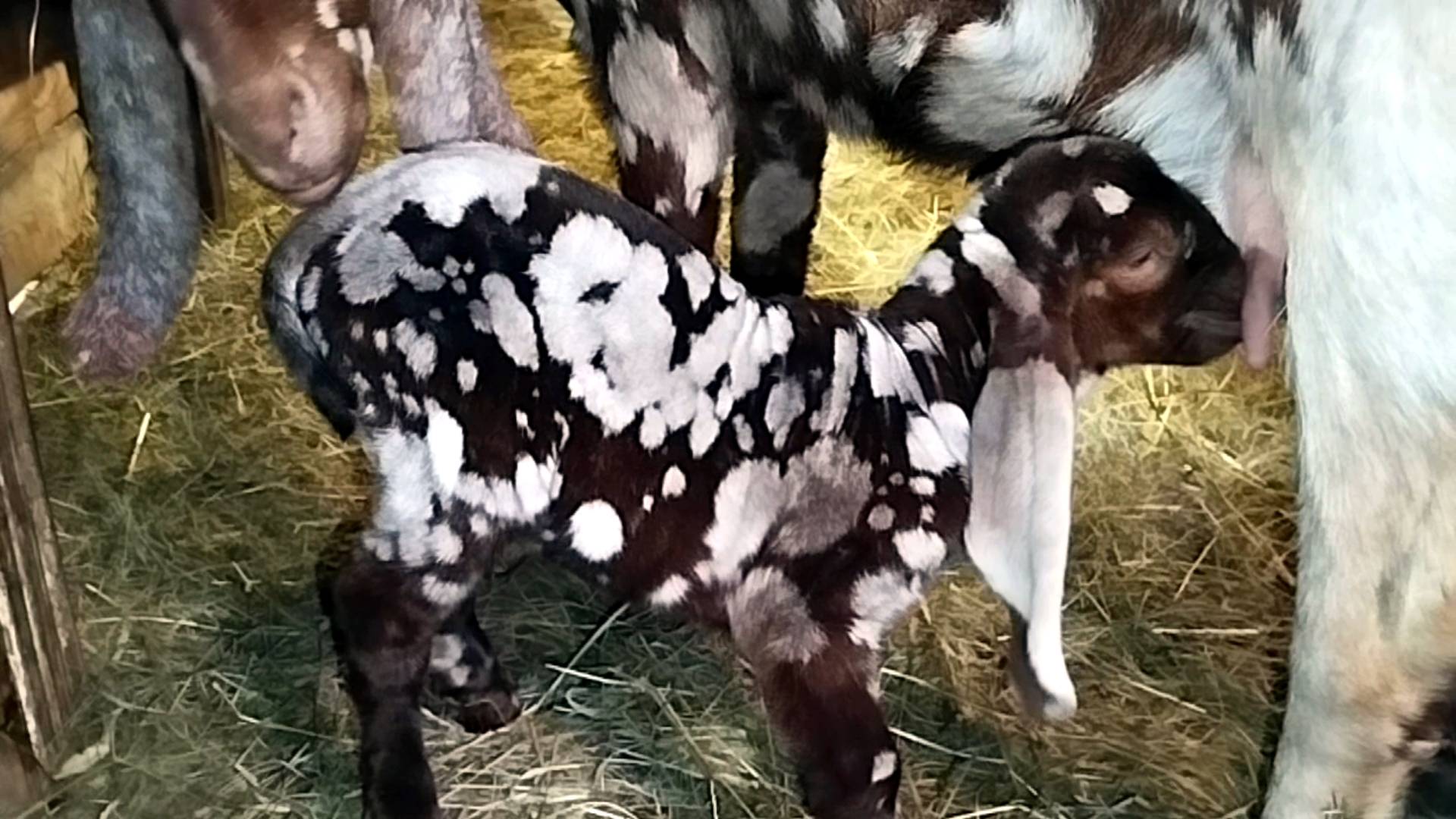 РУНКА РАСТЕРЯЛАСЬ НЕ УЗНАЕТ КОЗЛЯТ🐐🐐🤔 смотреть онлайн