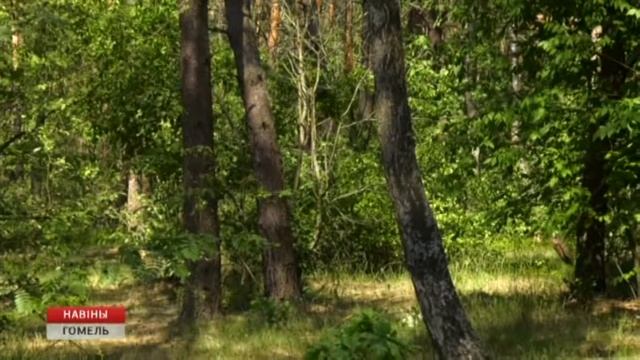 Акция "Чистый лес" смотреть онлайн