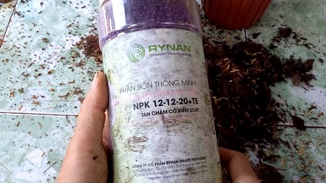 Cách chăm sóc môn Caladium Thái tại vườn смотреть онлайн
