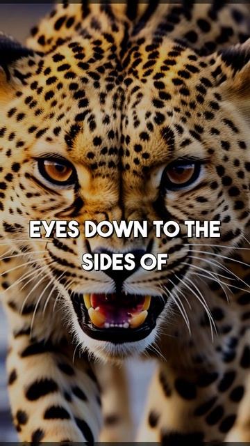 Discover the Speedy Cheetah: Wildlife Facts Revealed! #wildlife #amazingfacts #animals #facts смотреть онлайн