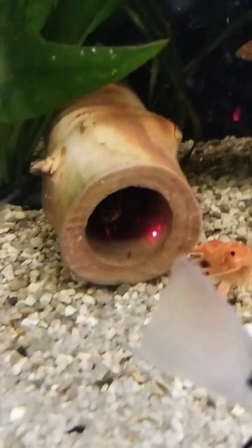 флоридский рак ждёт своей очереди #aquarium #fish #subscribe #рак #аквариум #разводня смотреть онлайн