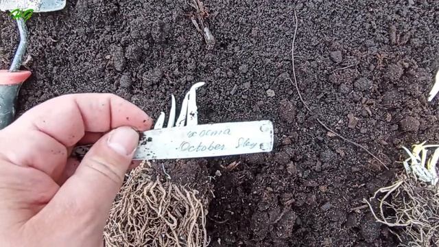 Покупка хосты в "Ситцевом саде". Что прислали и что выросло за одно лето (с названиями сортов). смотреть онлайн
