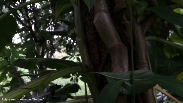 Epipremnum Aureum "Golden" | Ornamental Lianas | 🇵🇦 Panama | смотреть онлайн