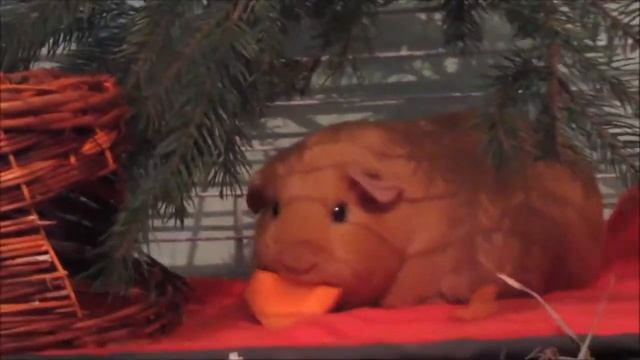 морская свинка Лада кушает морковку смотреть онлайн