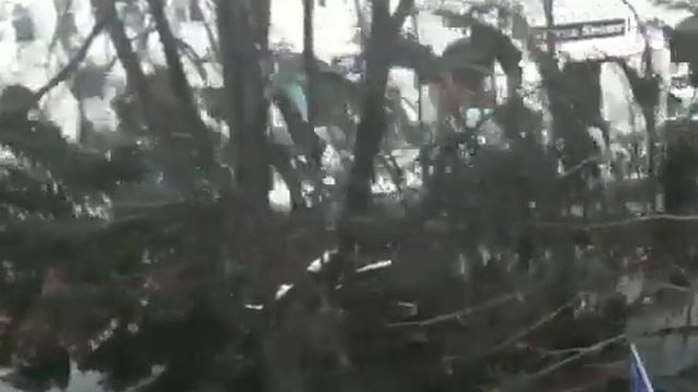 В Великие Луки привезли новогоднюю елку смотреть онлайн