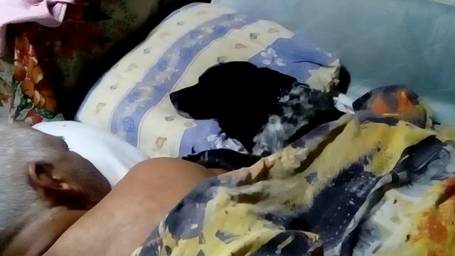 Мама иди спи на собачий коврик смотреть онлайн