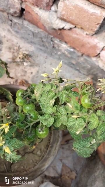 Cherry tomato смотреть онлайн