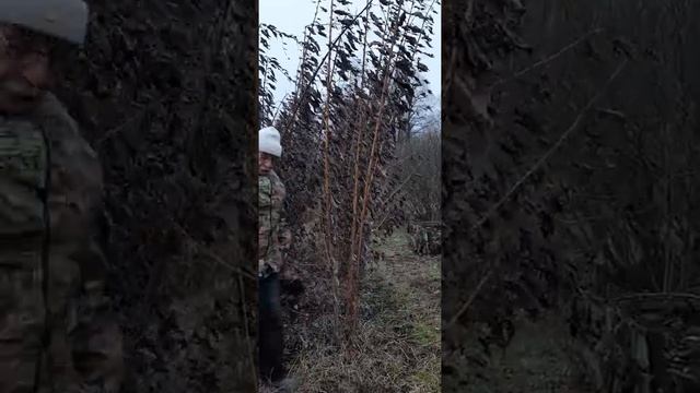 Топинамбур смотреть онлайн