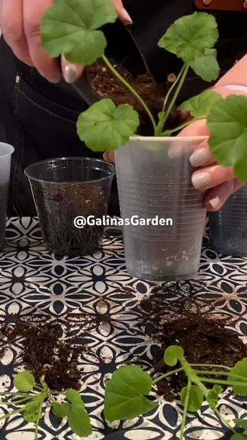 Как вырастить розоцветные пеларгонии из семян за 4 месяца #пеларгонии #герань смотреть онлайн