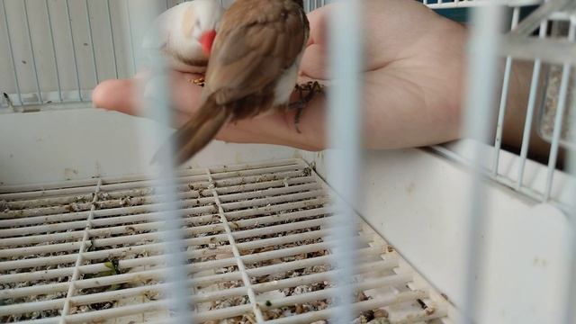 Амадины ручные смотреть онлайн