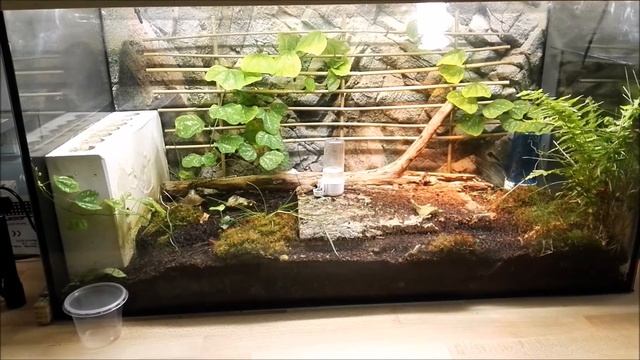 Paraponera clavata Folge1 Haltungsbericht смотреть онлайн