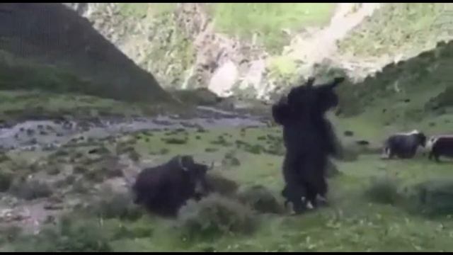 Бойцовый Як - Рогатый акробат! смотреть онлайн