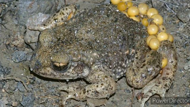 ЗЕРНО: "Жаби брехні" (10.05.20). Посилання на читання в описі під відео. смотреть онлайн