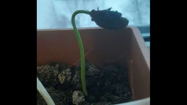 Маша Лаптева-Школа 1296-Москва-Растим то что едим смотреть онлайн