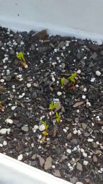 Growing Organic Green Lentils From Seed смотреть онлайн