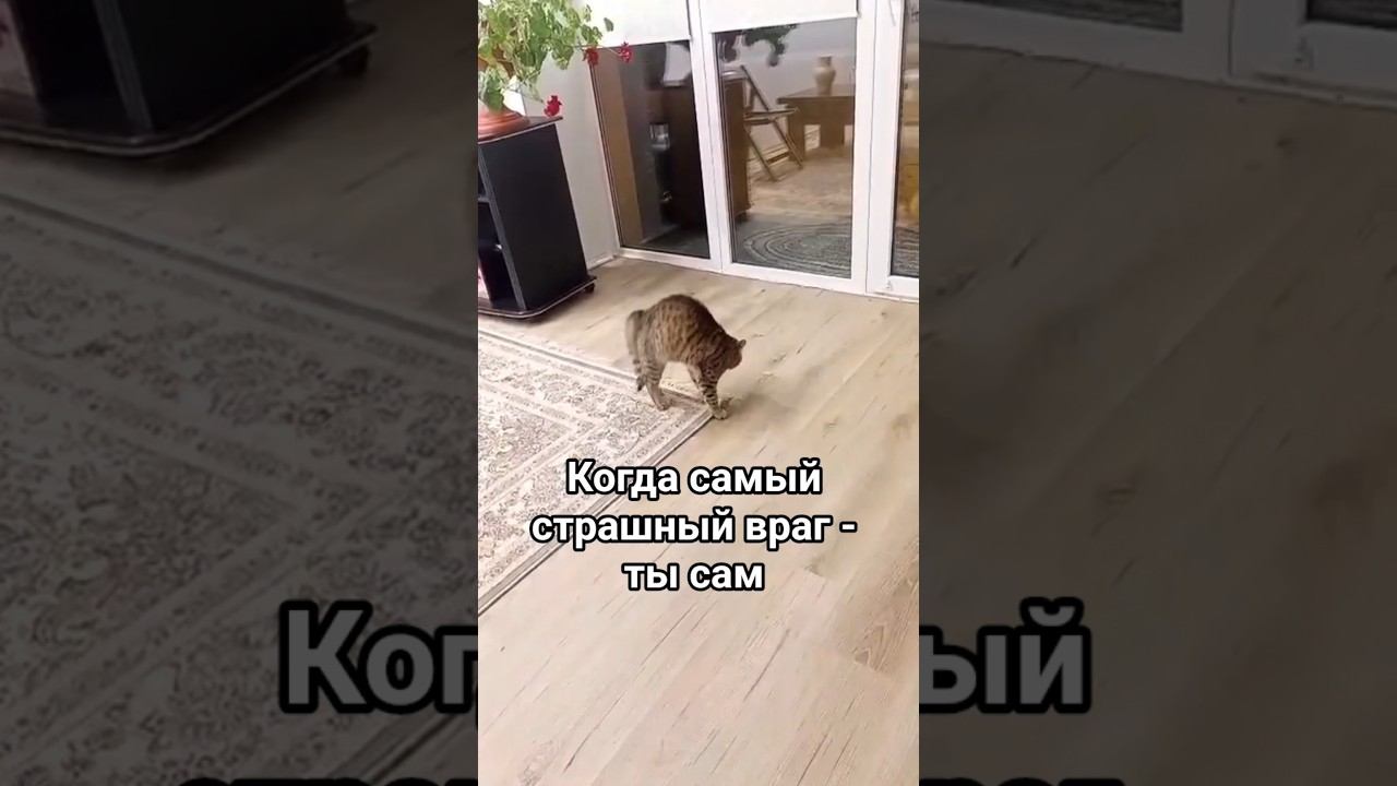Где-то на Урале  ТЫГЫДЫК #cat #funny #catlover #смешныекоты #прикол #cats #видеоскотиками