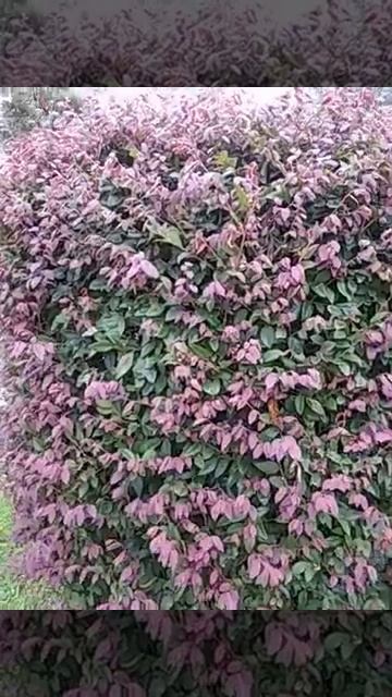 Loropetalum смотреть онлайн