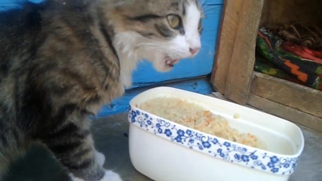 Котик ужинает плов из риса с жареным луком смотреть онлайн